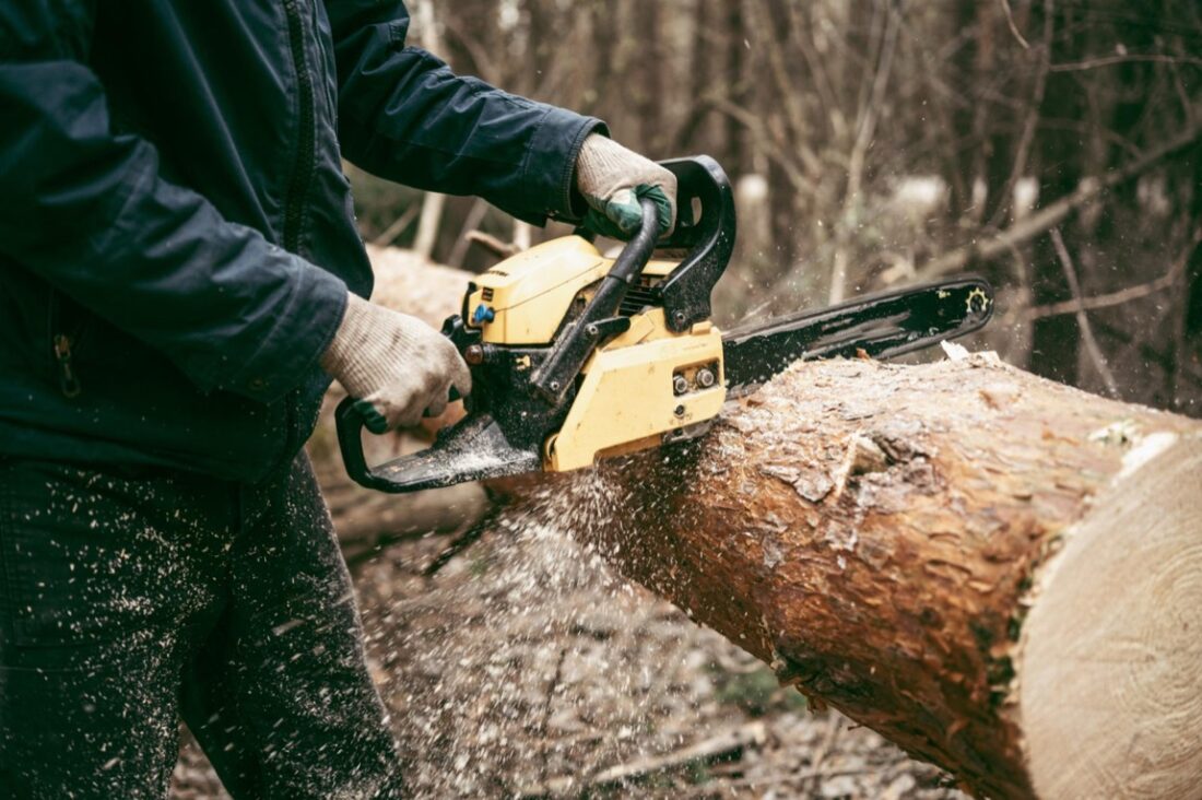 Przetargi na wycinkę drzew w Polsce: kompleksowy przewodnik
